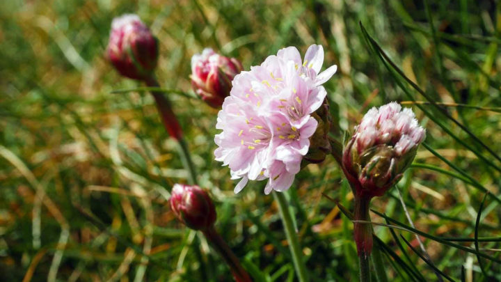 Frühlings Erwachen - Wales